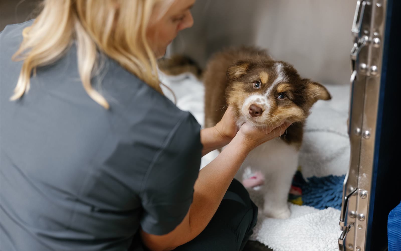 SynergyVet campaign still: a veterinary nurse in grey scrubs cups the chin of a young Australian shepherd sitting on a fleece blanket in the clinic